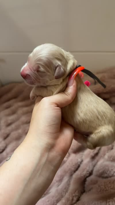 Skittles (Grey Collar), a female Golden Retriever for sale in Gray, GA – 2 of 3