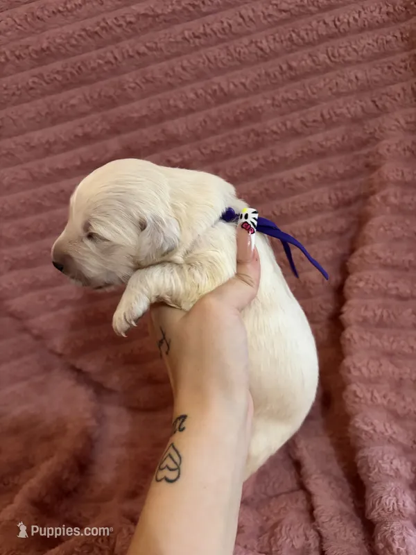 Reese (Purple Collar) – Golden Retriever puppy for sale in Gray, GA