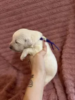Reese (Purple Collar), a female Golden Retriever for sale in Gray, GA – 1 of 5