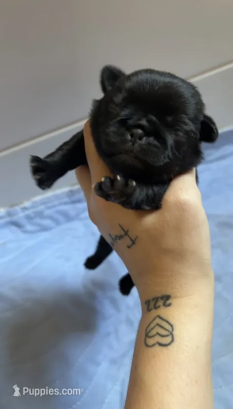 Black Female with white chest – Pug puppy for sale in Gray, GA