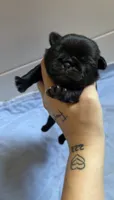 Black Female with white chest, a female Pug for sale in Gray, GA – 1 of 3