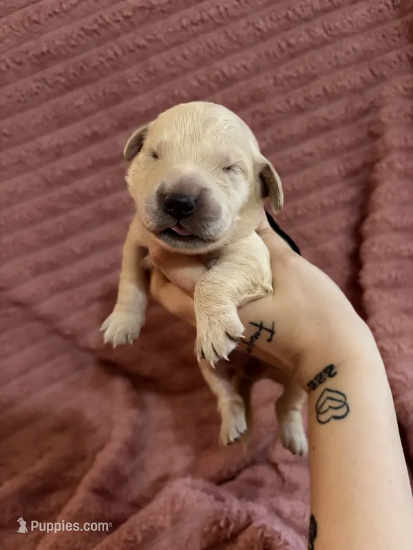 Hershey(Black Collar) – Golden Retriever puppy for sale in Gray, GA