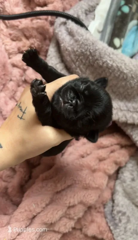Small Black Female – Pug puppy for sale in Gray, GA