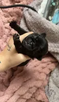 Small Black Female, a female Pug for sale in Gray, GA – 1 of 2