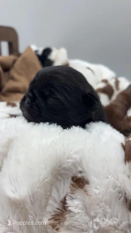Black Female with white chest – Pug puppy for sale in Gray, GA