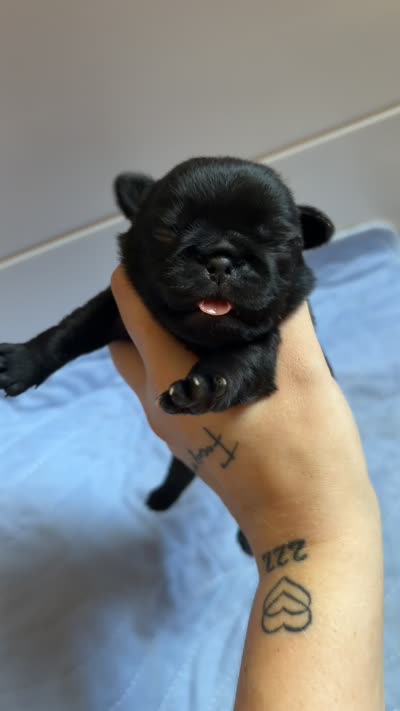 Black Female with white chest, a female Pug for sale in Gray, GA – 3 of 3
