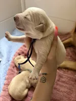 Reese (Purple Collar), a female Golden Retriever for sale in Gray, GA – 4 of 5