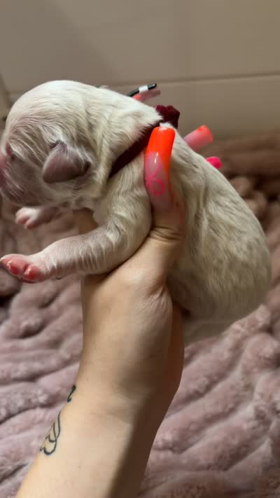 KitKat(Burgundy Collar), a female Golden Retriever for sale in Gray, GA – 3 of 3