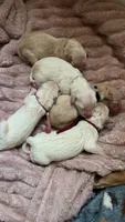 KitKat(Burgundy Collar), a female Golden Retriever for sale in Gray, GA – 2 of 3