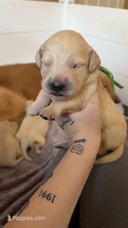 Peter (Green collar)