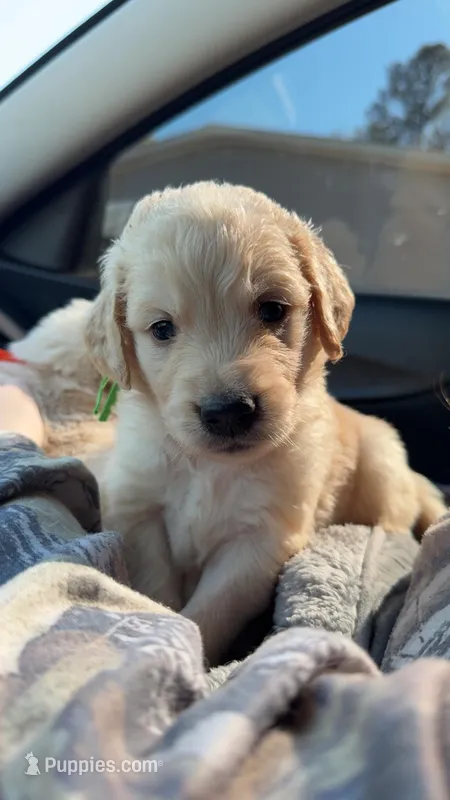 Peter (Green collar) – Golden Retriever puppy for sale in Gray, GA