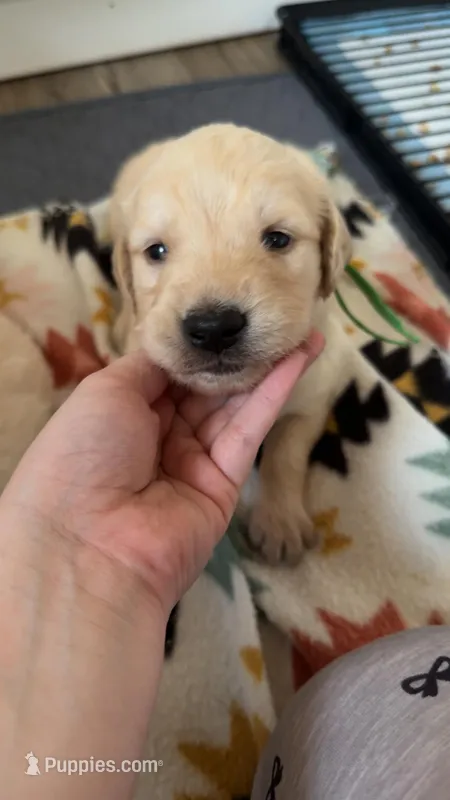 Peter (Green collar)