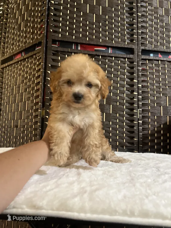 Mia – Maltipoo, Poodle - Toy  puppy for sale in Bakersfield, CA