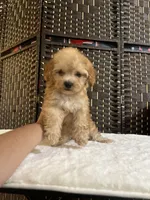 Mia, a female Maltipoo and Poodle - Toy  for sale in Bakersfield, CA – 1 of 1