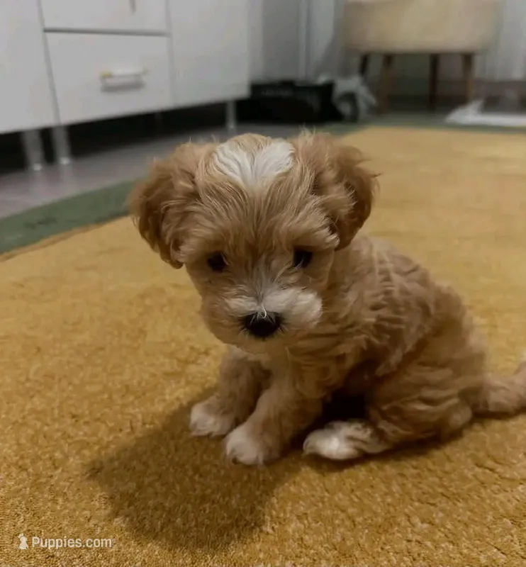Mango – Maltipoo, Poodle - Toy  puppy for sale in Bakersfield, CA