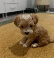 Mango, a male Maltipoo and Poodle - Toy  for sale in Bakersfield, CA – 1 of 1