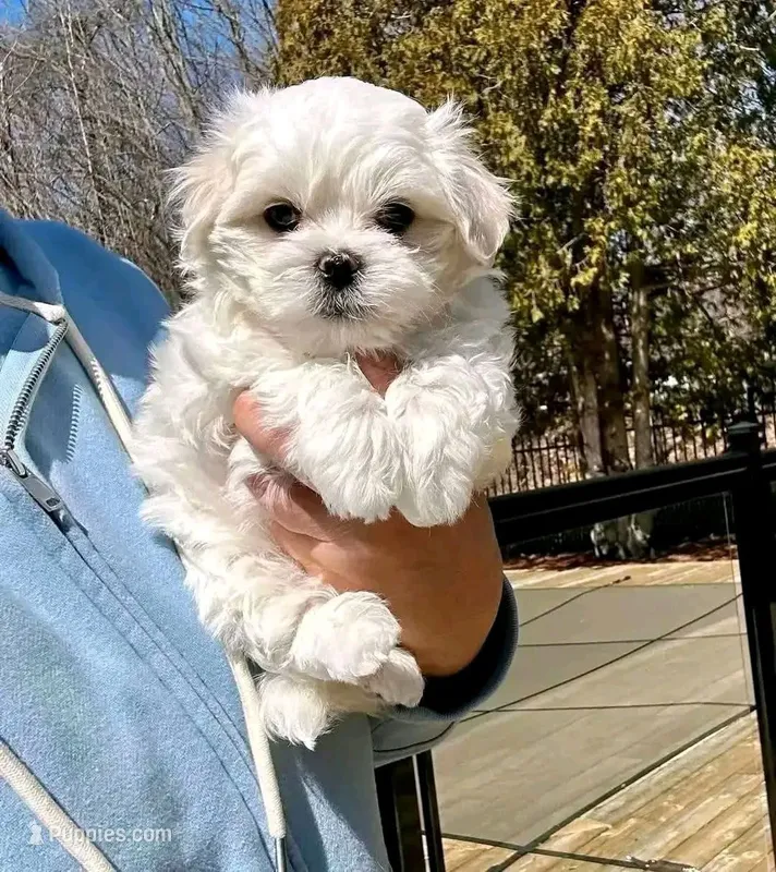 Kira – Maltipom puppy for sale in Bakersfield, CA