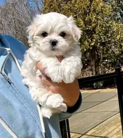 Kira, a female Maltipom for sale in Bakersfield, CA – 1 of 1