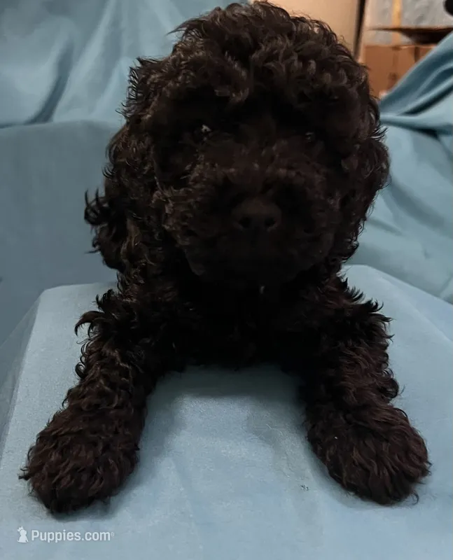 Dwayne (miniature cockapoo) – Cockapoo puppy for sale in Lawrenceville, GA