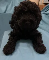 Dwayne (miniature cockapoo), a male Cockapoo for sale in Lawrenceville, GA – 1 of 2