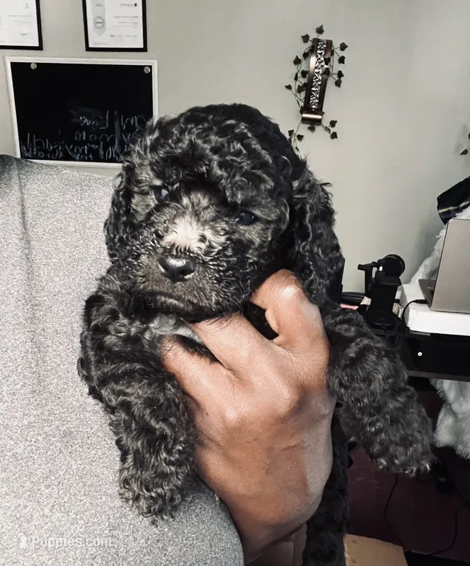 Dwanye (miniature cockapoo) – Cockapoo puppy for sale in Lawrenceville, GA