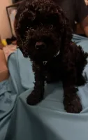 Dwayne (miniature cockapoo), a male Cockapoo for sale in Lawrenceville, GA – 2 of 2