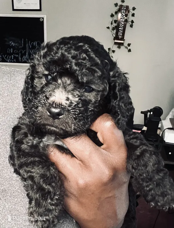Dwanye (miniature cockapoo) – Cockapoo puppy for sale in Lawrenceville, GA