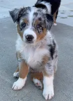 Strut, a male Australian Shepherd for sale in Buellton, CA – 2 of 4