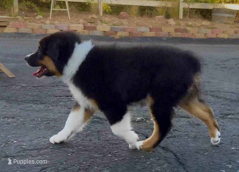 Atlas – Australian Shepherd puppy for sale in Buellton, CA