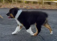 ATLAS AKC REGISTRY AVAILABLE , a male Australian Shepherd for sale in Buellton, CA – 4 of 8