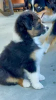 Rumi, a female Australian Shepherd for sale in Buellton, CA – 2 of 4