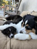 Rumi, a female Australian Shepherd for sale in Buellton, CA – 3 of 4