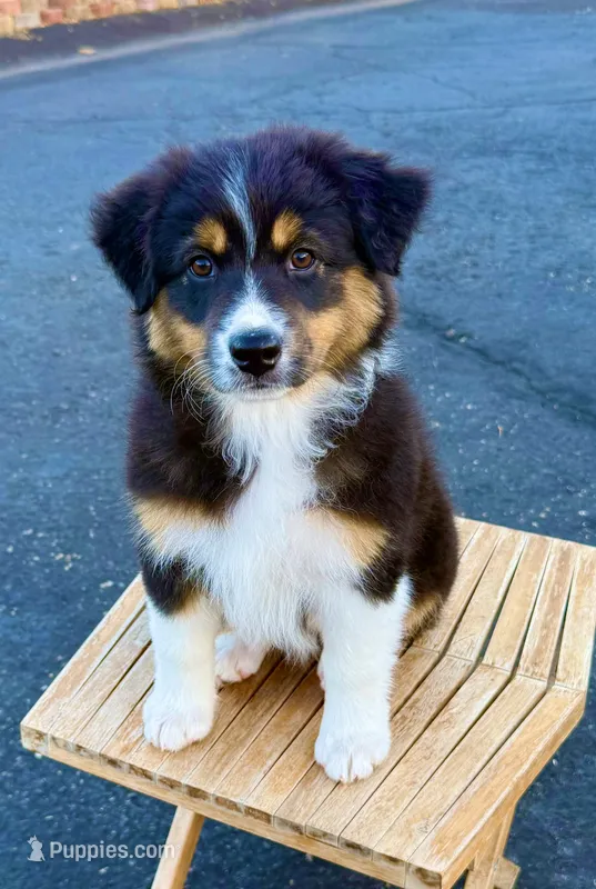 Rumi AKC REGISTRY AVAILABLE – Australian Shepherd puppy for sale in Buellton, CA