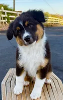 ATLAS AKC REGISTRY AVAILABLE , a male Australian Shepherd for sale in Buellton, CA – 7 of 8