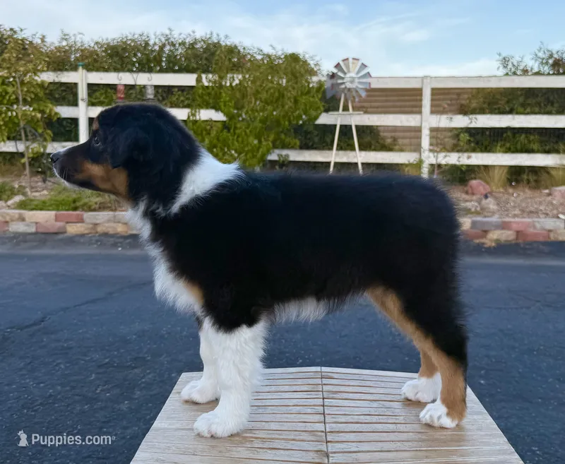 Rumi – Australian Shepherd puppy for sale in Buellton, CA