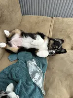Rumi, a female Australian Shepherd for sale in Buellton, CA – 4 of 4