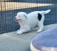 Pirate, a male Australian Shepherd for sale in Buellton, CA – 3 of 3
