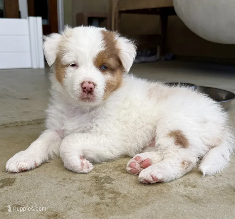 Patch – Australian Shepherd puppy for sale in Buellton, CA