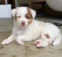 Patch, a female Australian Shepherd for sale in Buellton, CA – 1 of 2