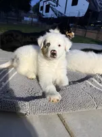 Pirate, a male Australian Shepherd for sale in Buellton, CA – 2 of 3