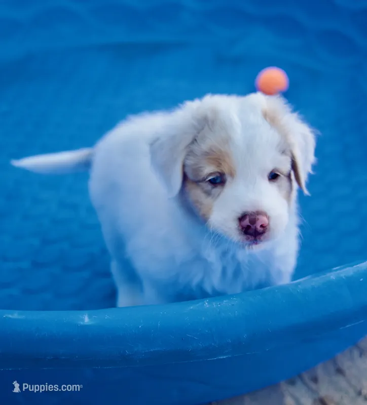 Dootadoo – Australian Shepherd puppy for sale in Buellton, CA