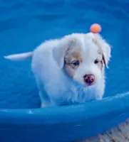 Dootadoo, a male Australian Shepherd for sale in Buellton, CA – 1 of 4