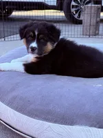 Atlas, a male Australian Shepherd for sale in Buellton, CA – 2 of 4