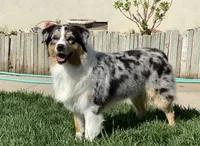 ATLAS AKC REGISTRY AVAILABLE , a male Australian Shepherd for sale in Buellton, CA – 2 of 8