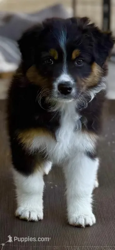 Rumi – Australian Shepherd puppy for sale in Buellton, CA