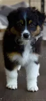 Rumi, a female Australian Shepherd for sale in Buellton, CA – 1 of 4