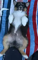 ATLAS AKC REGISTRY AVAILABLE , a male Australian Shepherd for sale in Buellton, CA – 6 of 8
