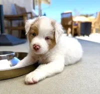 Dootadoo, a male Australian Shepherd for sale in Buellton, CA – 2 of 4