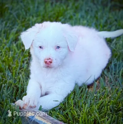 Lashes – Australian Shepherd puppy for sale in Buellton, CA