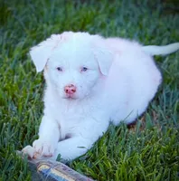 Lashes, a female Australian Shepherd for sale in Buellton, CA – 1 of 3